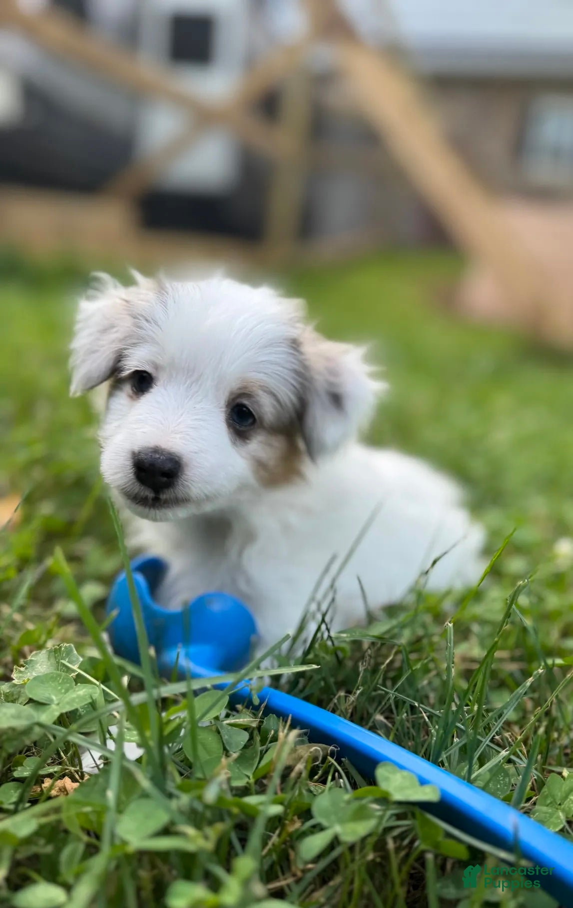 Mixed Breed dogs PopTart - Ad 2