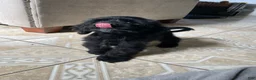 Cocker Spaniel dogs for sale: Steve - Ad 3