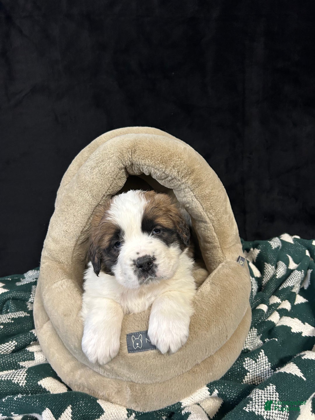 Saint Bernard dogs for sale: King - Ad 1