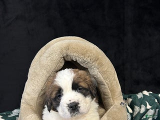 Saint Bernard dogs King - Ad 5
