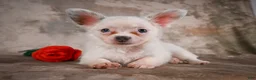Chihuahua dogs for sale: Alex - Ad 10