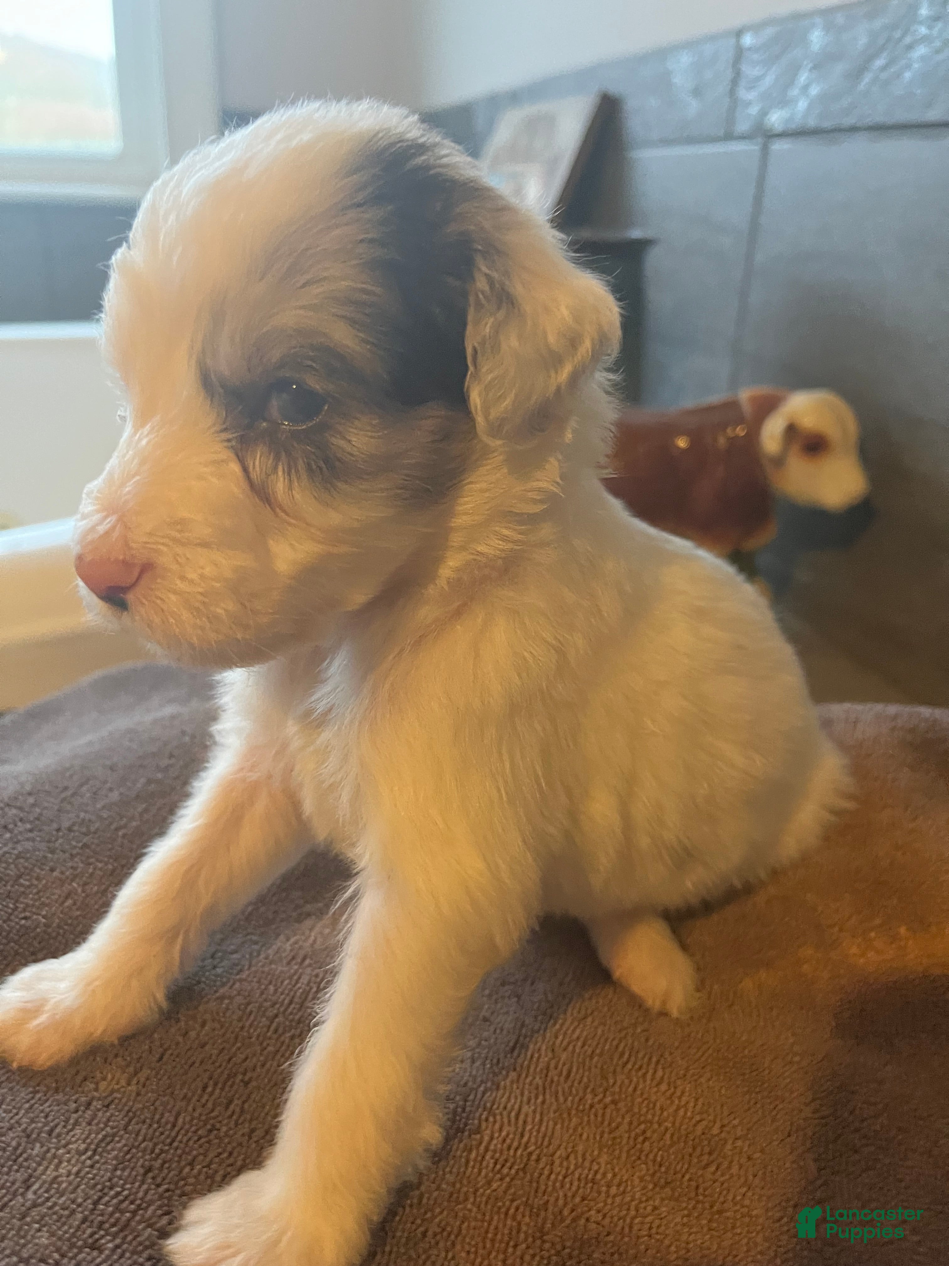Aussiedoodle dogs for sale: Loco - Ad 1