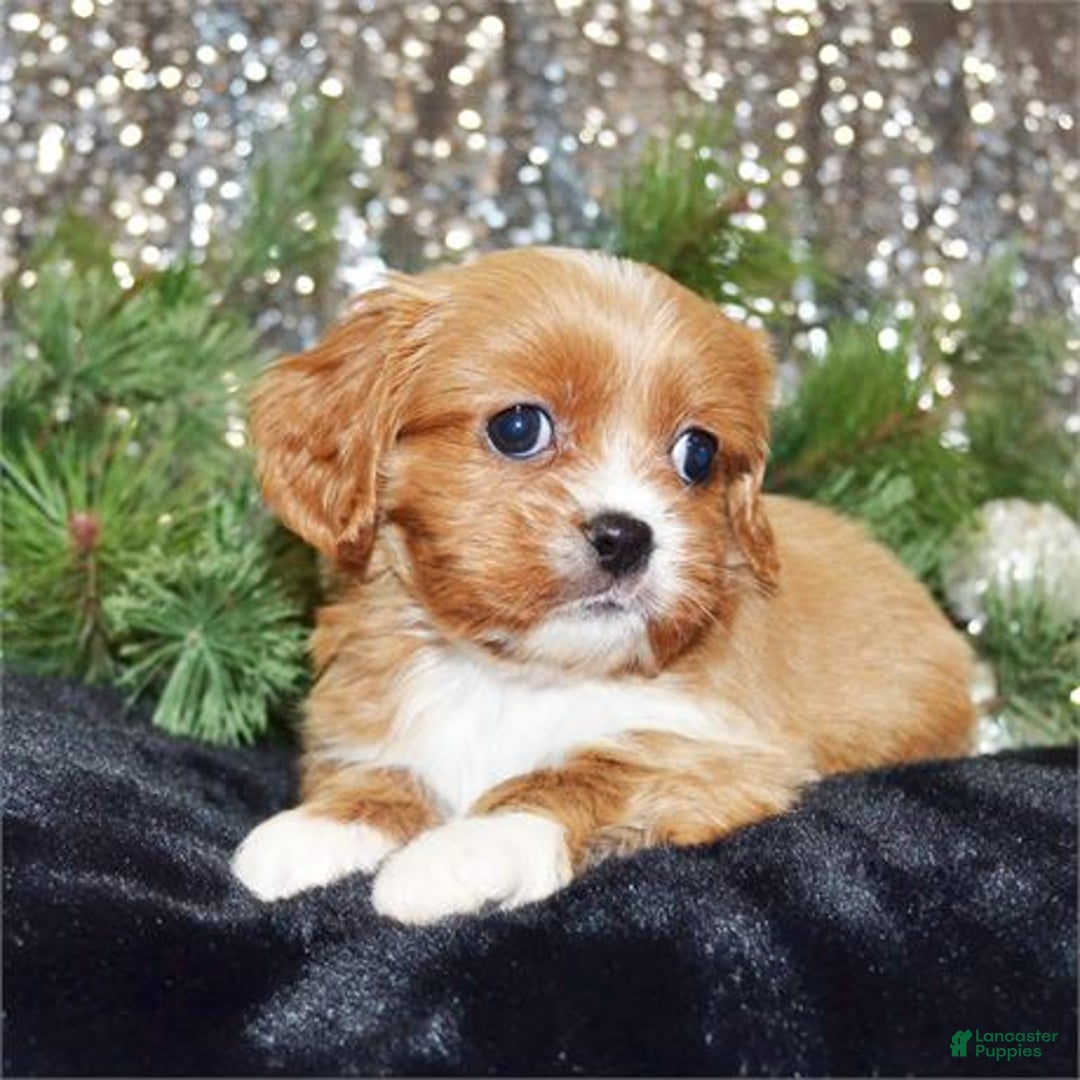 Mixed Breed dogs for sale: Mixed Breed Puppy 1 - Ad 2