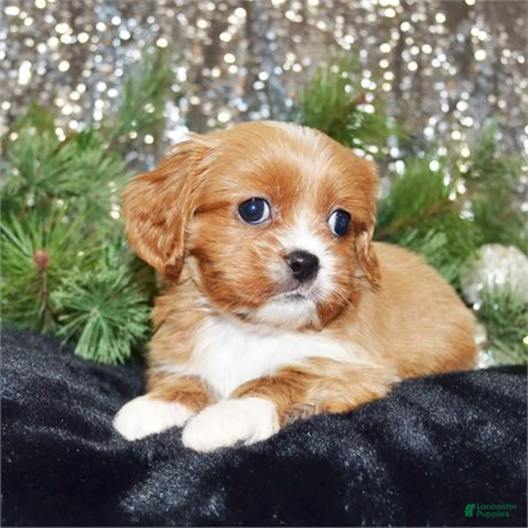 Mixed Breed dogs for sale: Mixed Breed Puppy 1 - Ad 2
