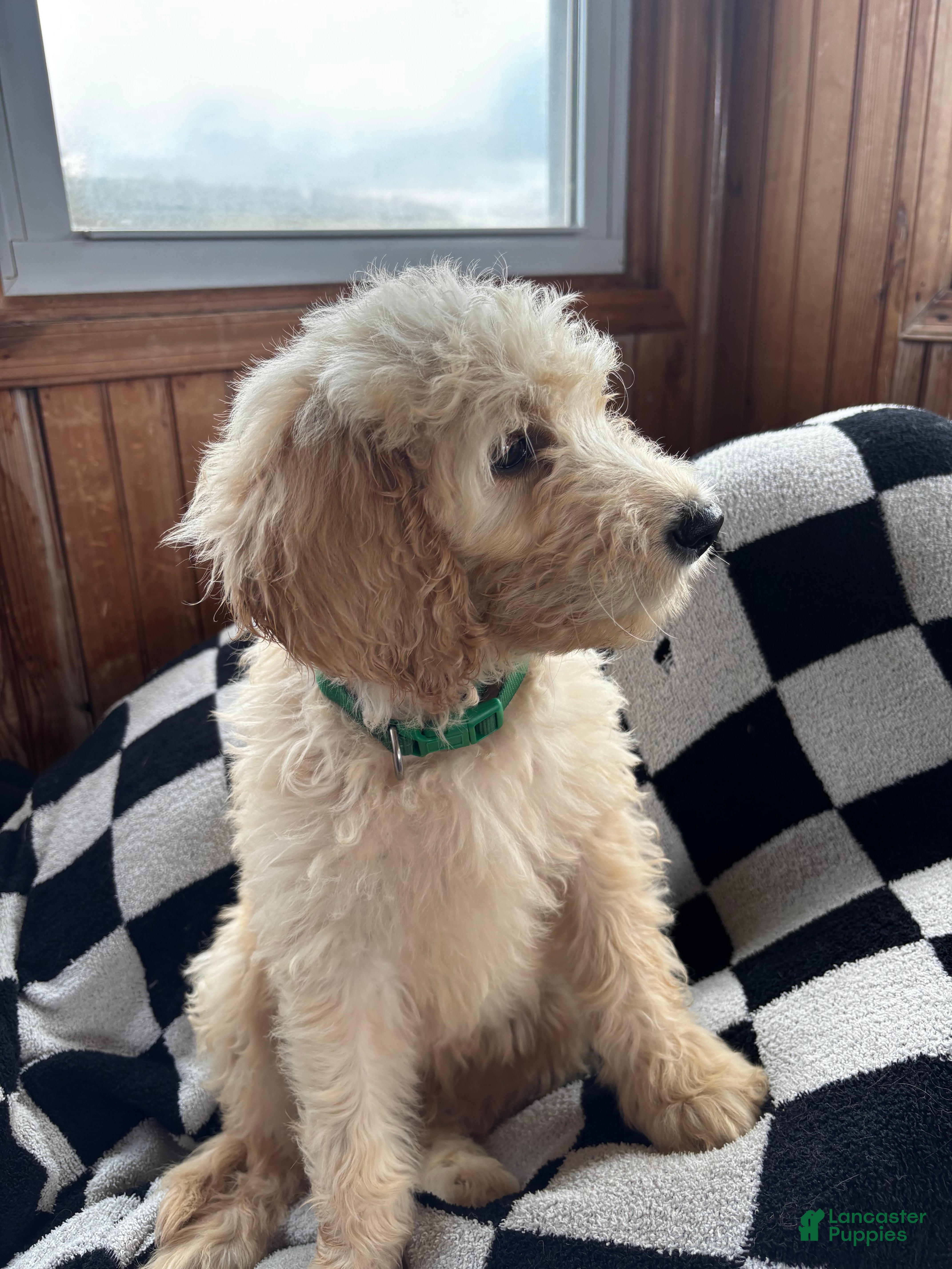Goldendoodle dogs Hart  - Ad 21