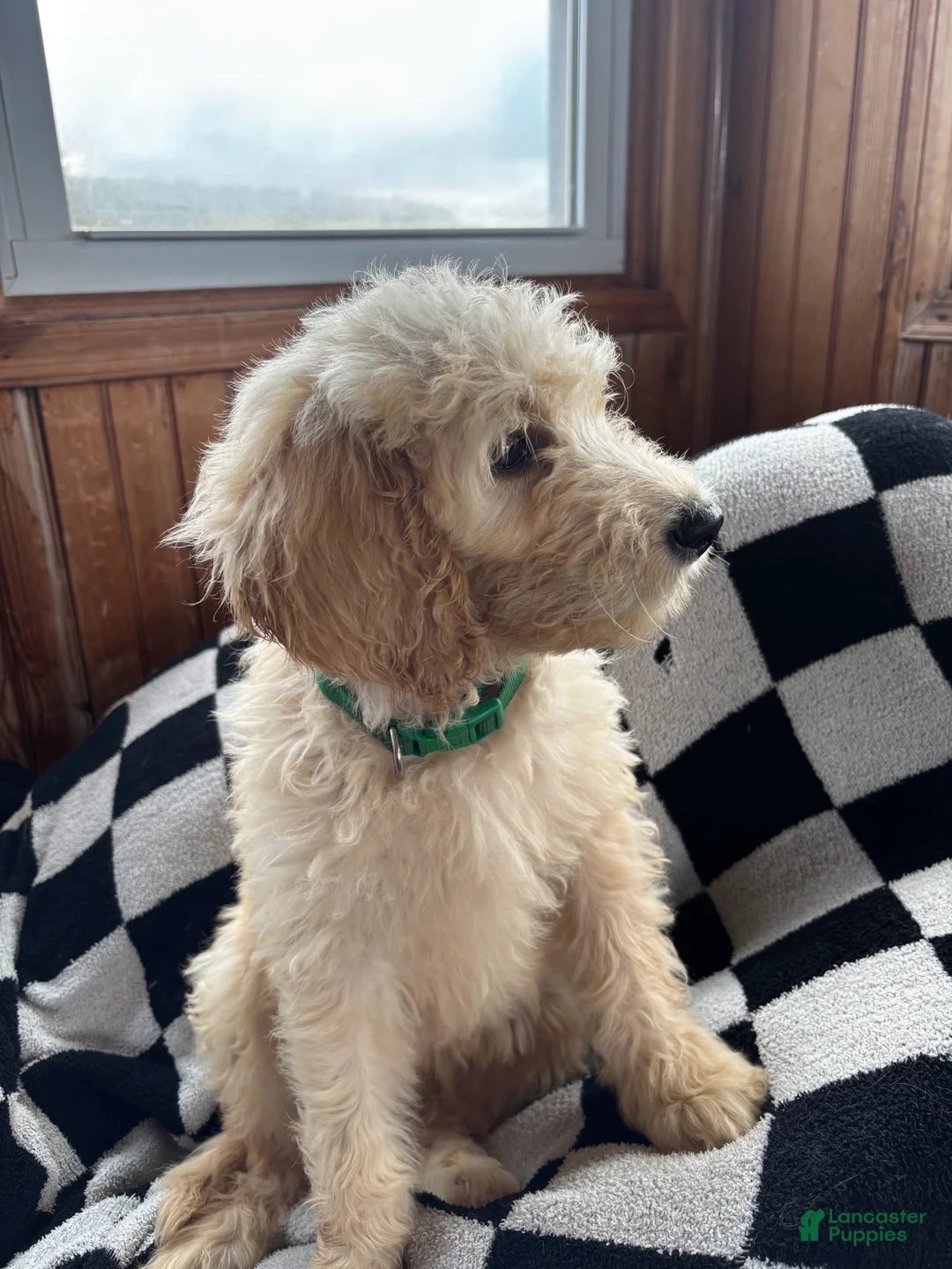 Goldendoodle dogs for sale: Hart  - Ad 1