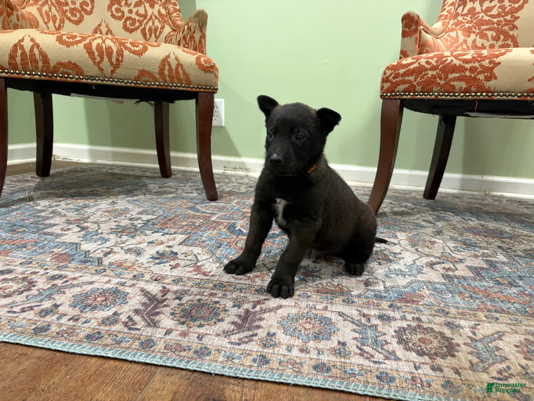 Belgian Malinois dogs for sale: Boulder - Ad 2