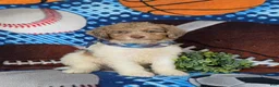 Mini Bernedoodle dogs for sale: Cagney Hypoallergenic - Ad 3