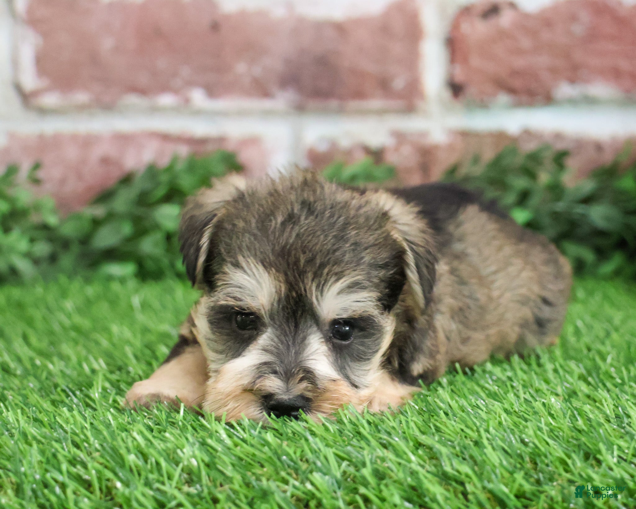 Miniature Schnauzer dogs Trouper  - Ad 15