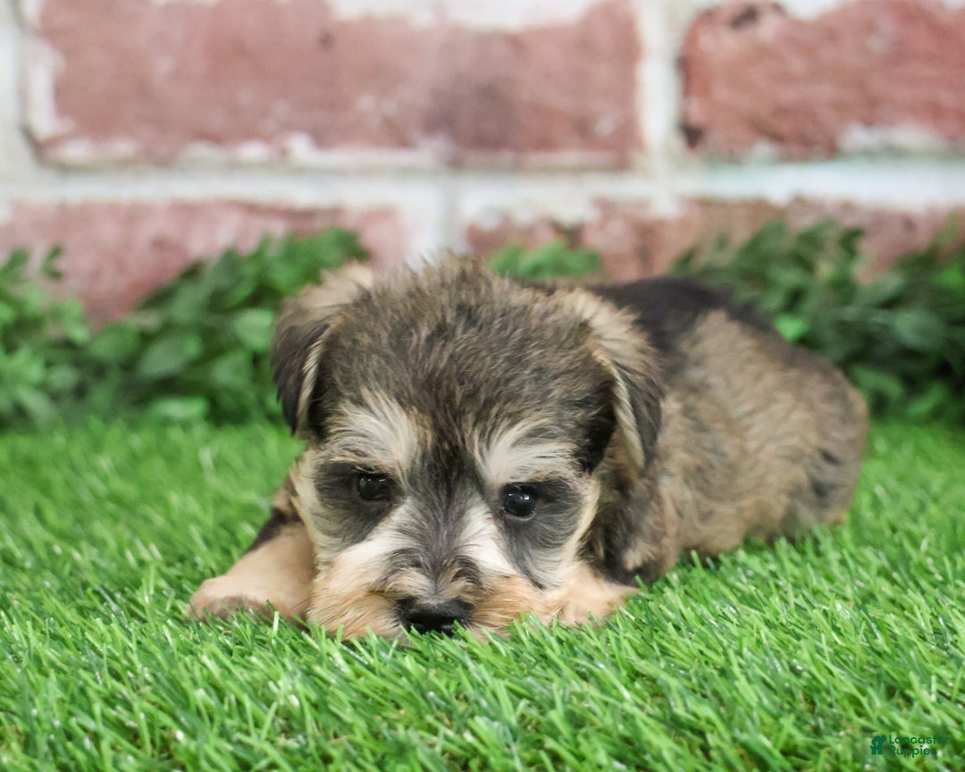 Miniature Schnauzer dogs for sale: Trouper  - Ad 1