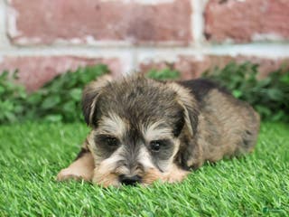 Miniature Schnauzer dogs Trouper - Ad 33