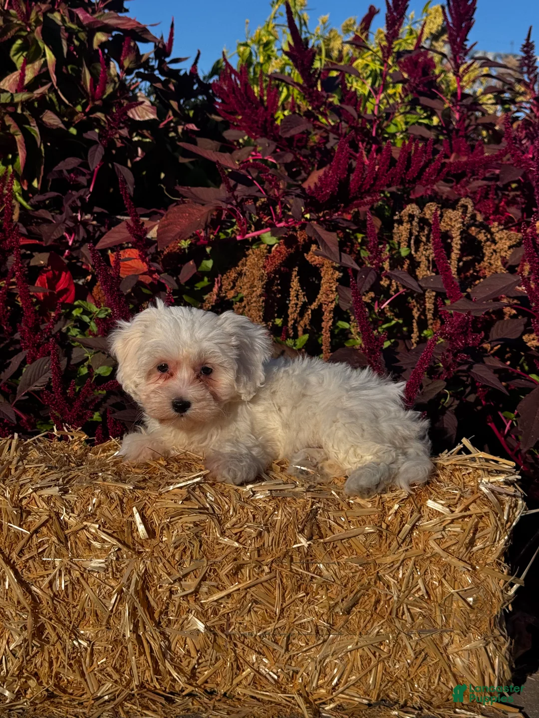 Coton De Tulear dogs for sale: Cookie  - Ad 1