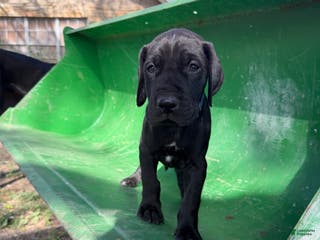 Great Dane dogs Snuggles - Ad 8