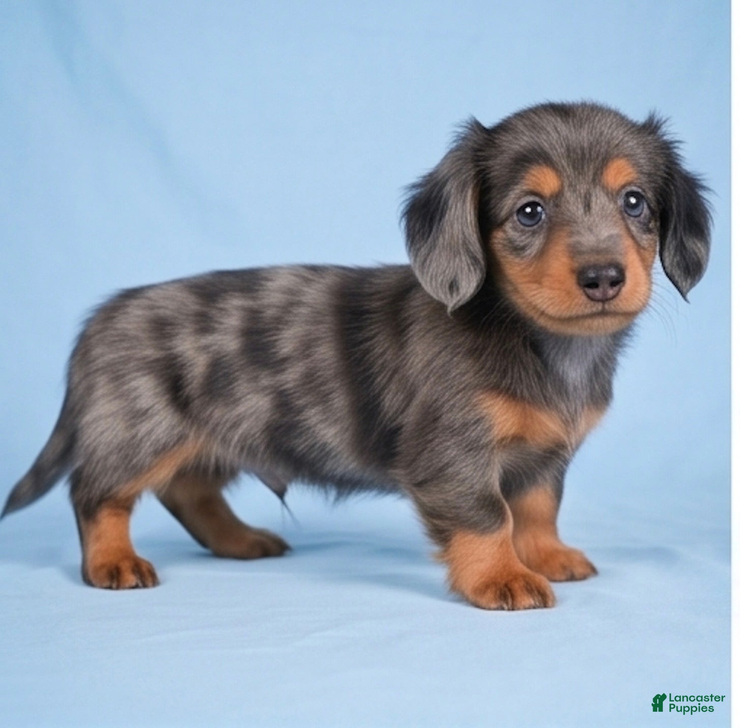 Miniature Dachshund dogs AKC Cody - Ad 2