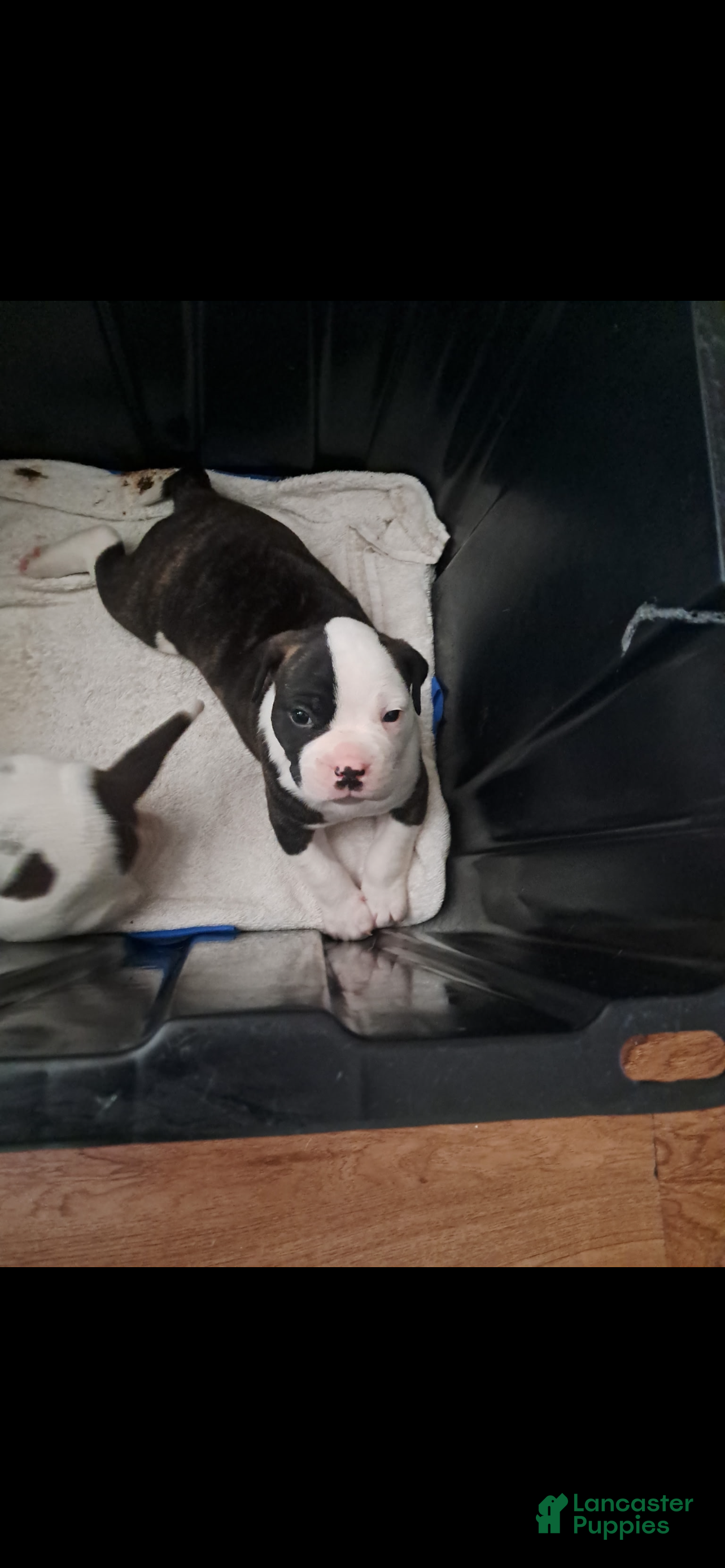 Mixed Breed dogs Mixed Breed Puppy 1 - Ad 12