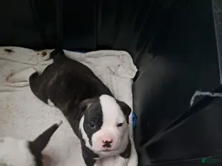 Mixed Breed dogs Mixed Breed Puppy 1 - Ad 12