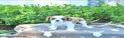 Cavalier King Charles Spaniel dogs for sale: Jasper - Ad 3