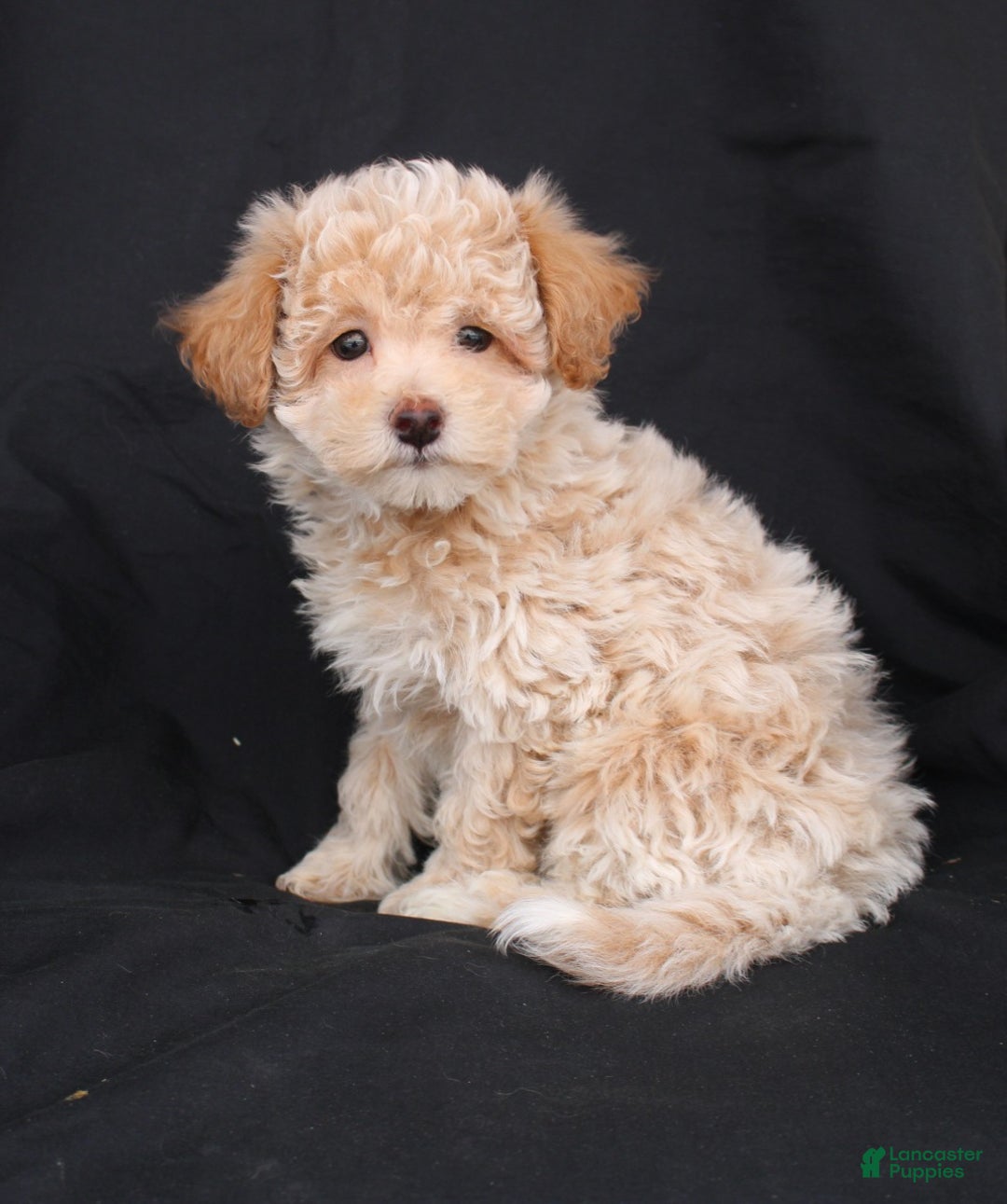 Bichpoo dogs for sale: Prince - Ad 5