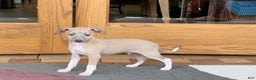 Italian Greyhound dogs for sale: Noah - Ad 1
