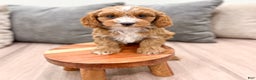 Cavapoo dogs for sale: Rocket - Ad 8