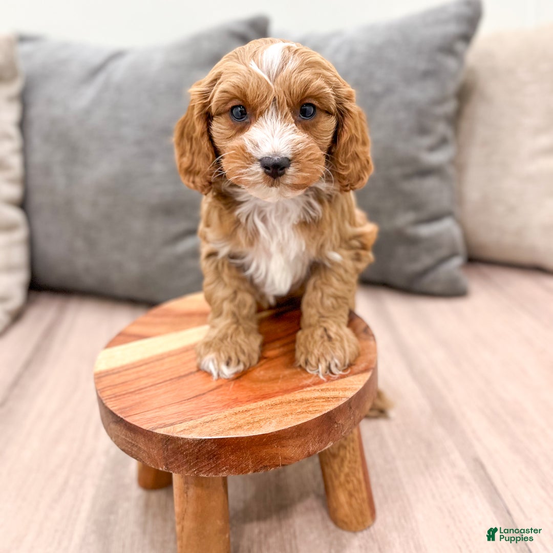 Cavapoo dogs for sale: Rocket - Ad 8
