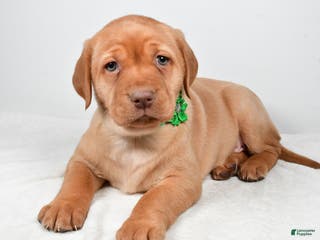 Labrador Retriever dogs Nikki - Ad 36