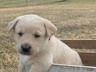 Labrador Retriever dogs Casper - Ad 7