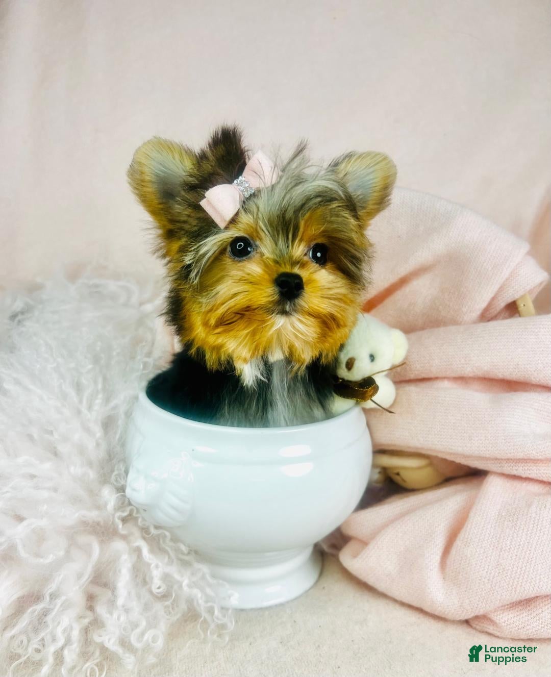 Morkie dogs for sale: Morkie Puppy 1 - Ad 3