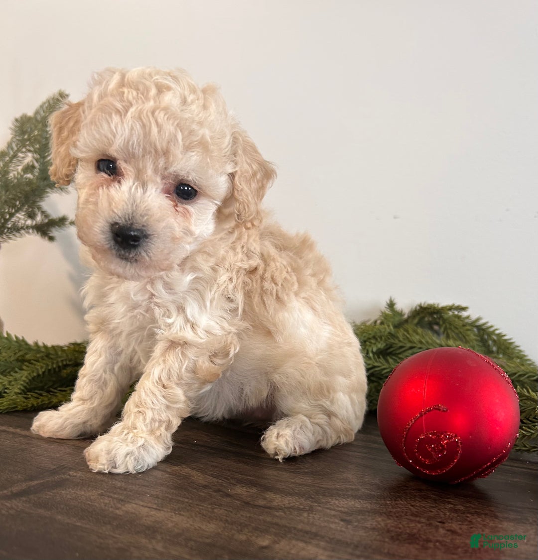 Toy Poodle dogs for sale: Snowflake  - Ad 2