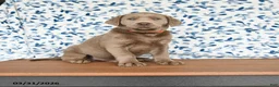 Labrador Retriever dogs for sale: Gus - Ad 1