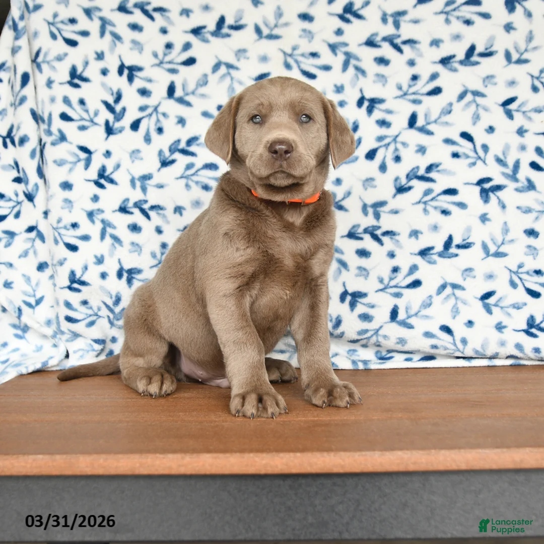 Labrador Retriever dogs for sale: Gus - Ad 1