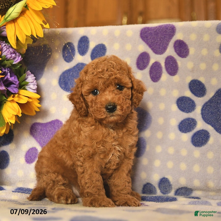 Cockapoo dogs Ashton   - Ad 1