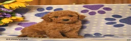 Cockapoo dogs for sale: Ashton   - Ad 1