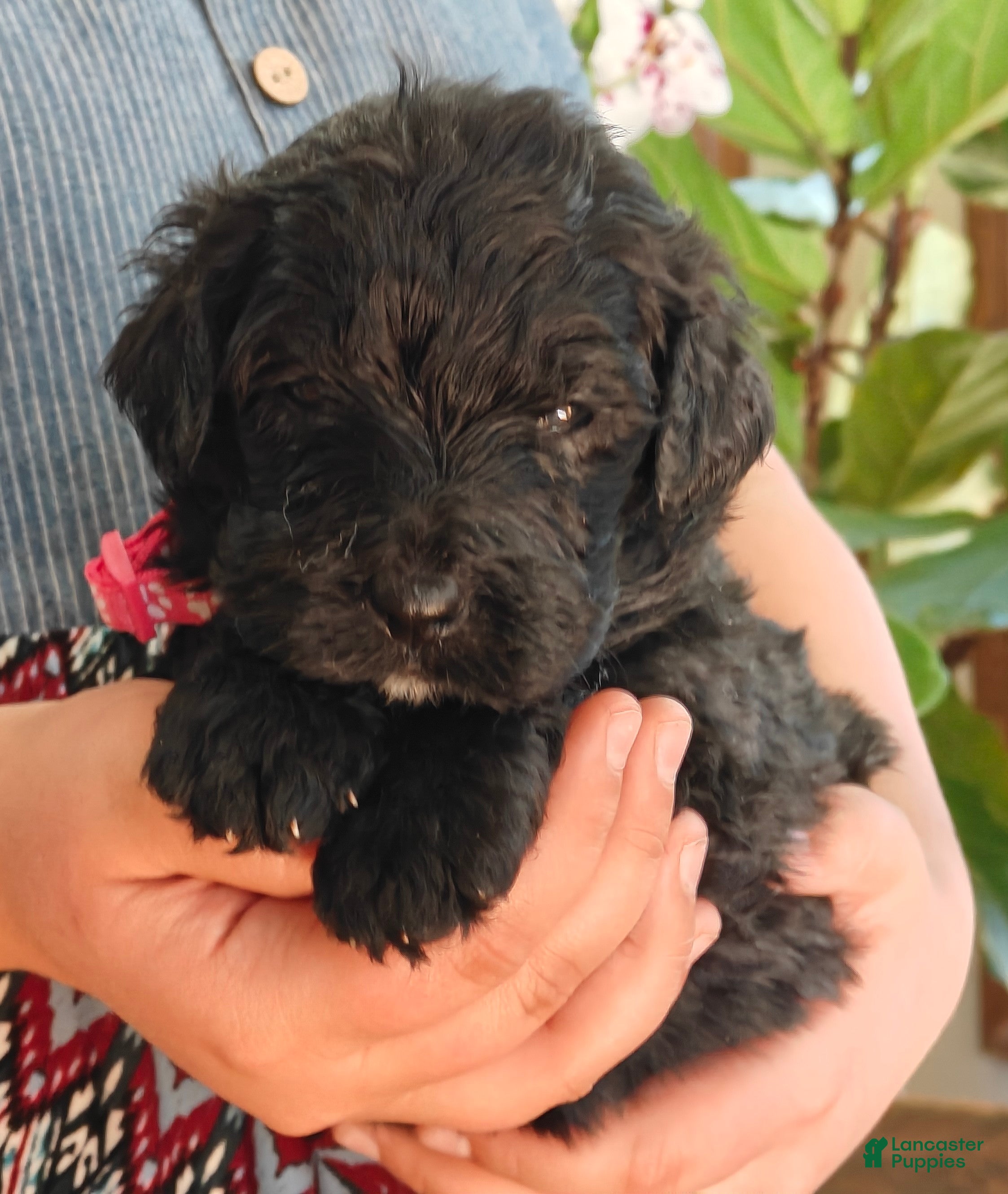 Bernedoodle dogs Cinder - Ad 2