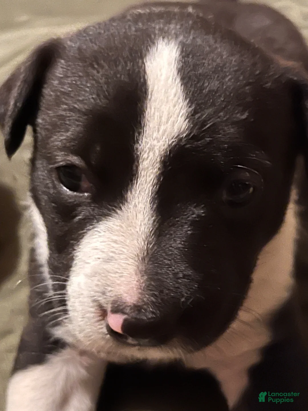 Mixed Breed dogs for sale: Mixed Breed 3 - Ad 7