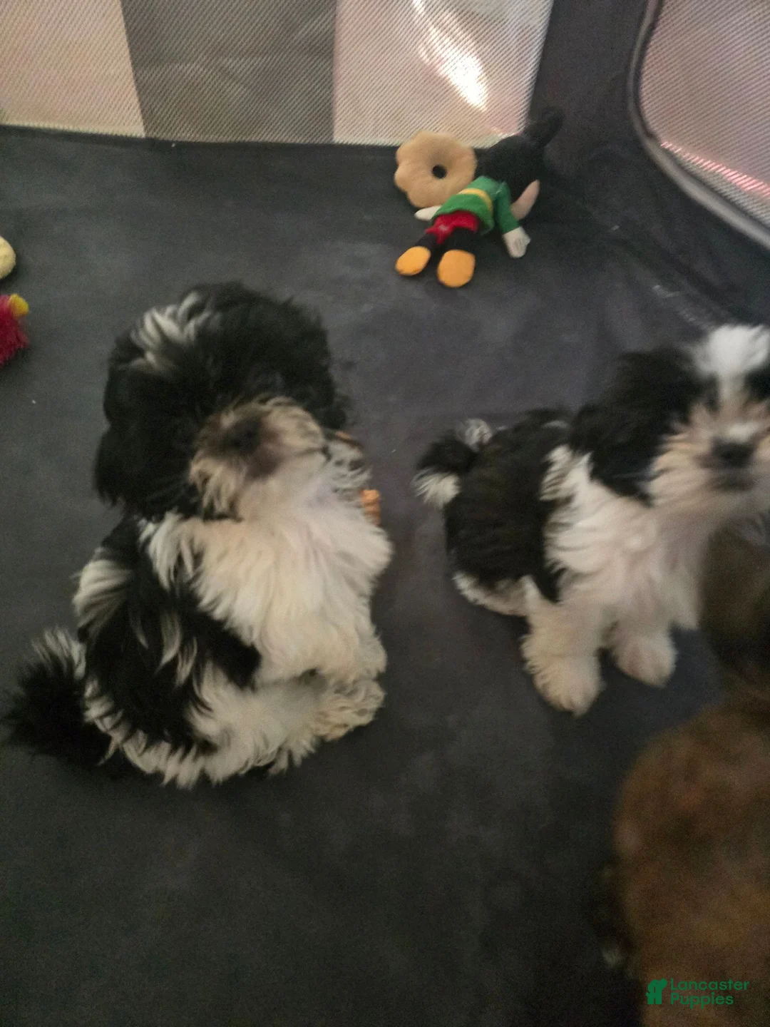 Shorkie dogs for sale: Shorkie 5 - Ad 4