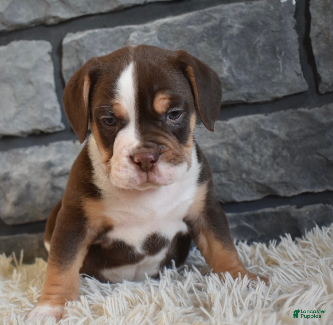 Mixed Breed dogs for sale: Bella  - Ad 4