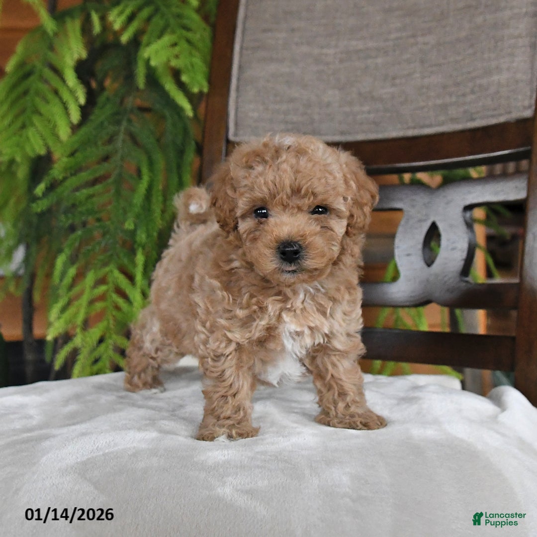 Maltipoo dogs for sale: Jentle - Ad 2