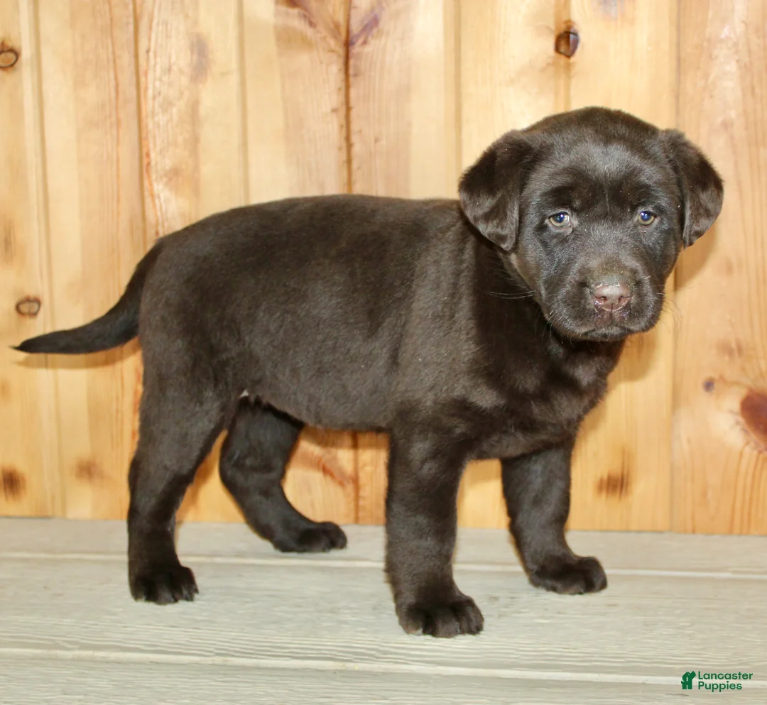 Labrador Retriever dogs for sale: Cloe - Ad 6