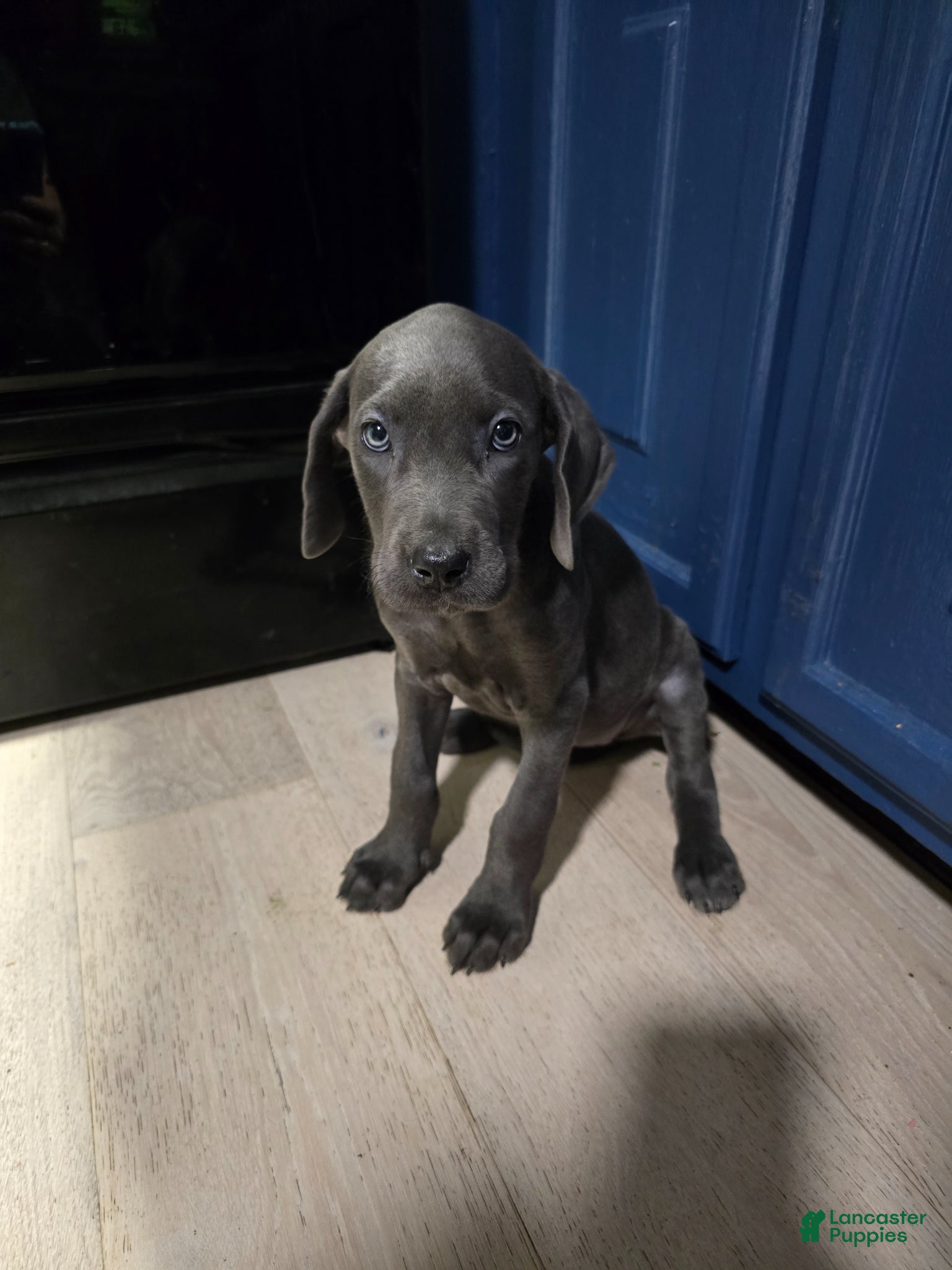 Great Dane dogs Great Dane Puppy 1 - Ad 5