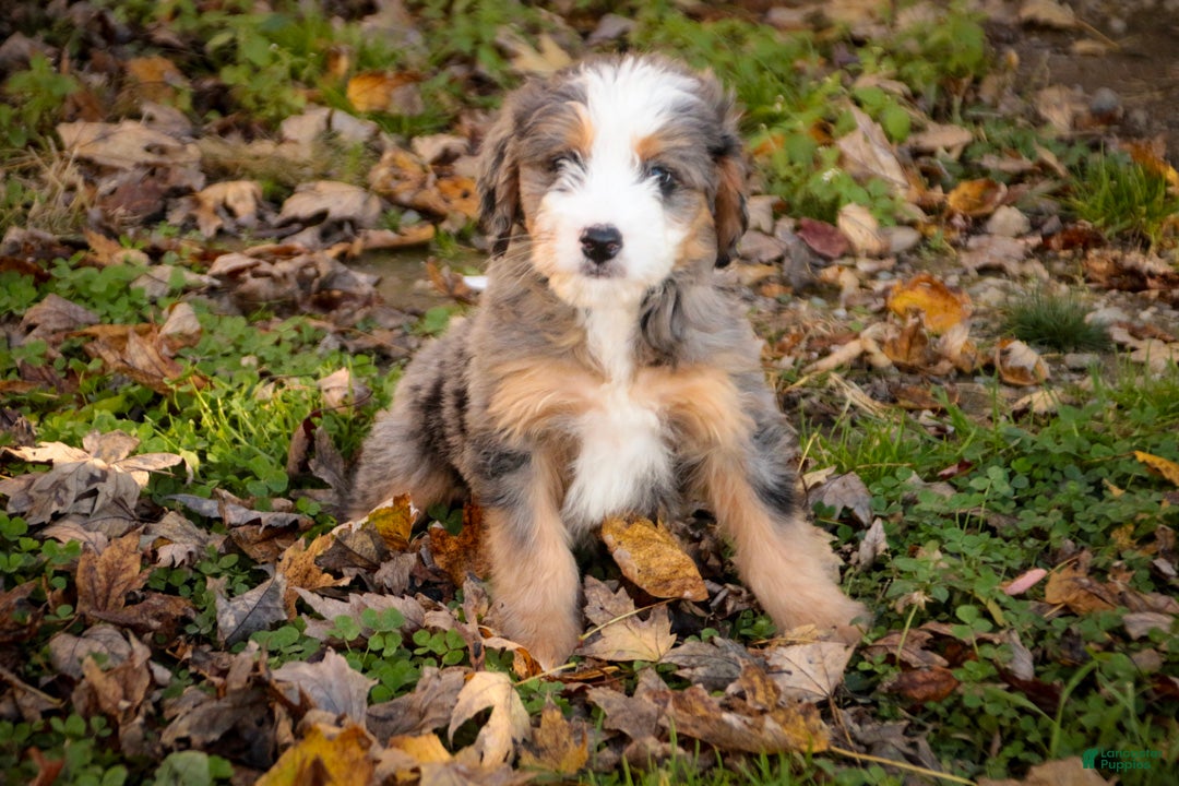 Mini Bernedoodle dogs Huck F1 Mini Bernedoodle  - Ad 2