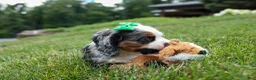Cocker Spaniel dogs for sale: Jaxon 🐶💙 - Ad 6