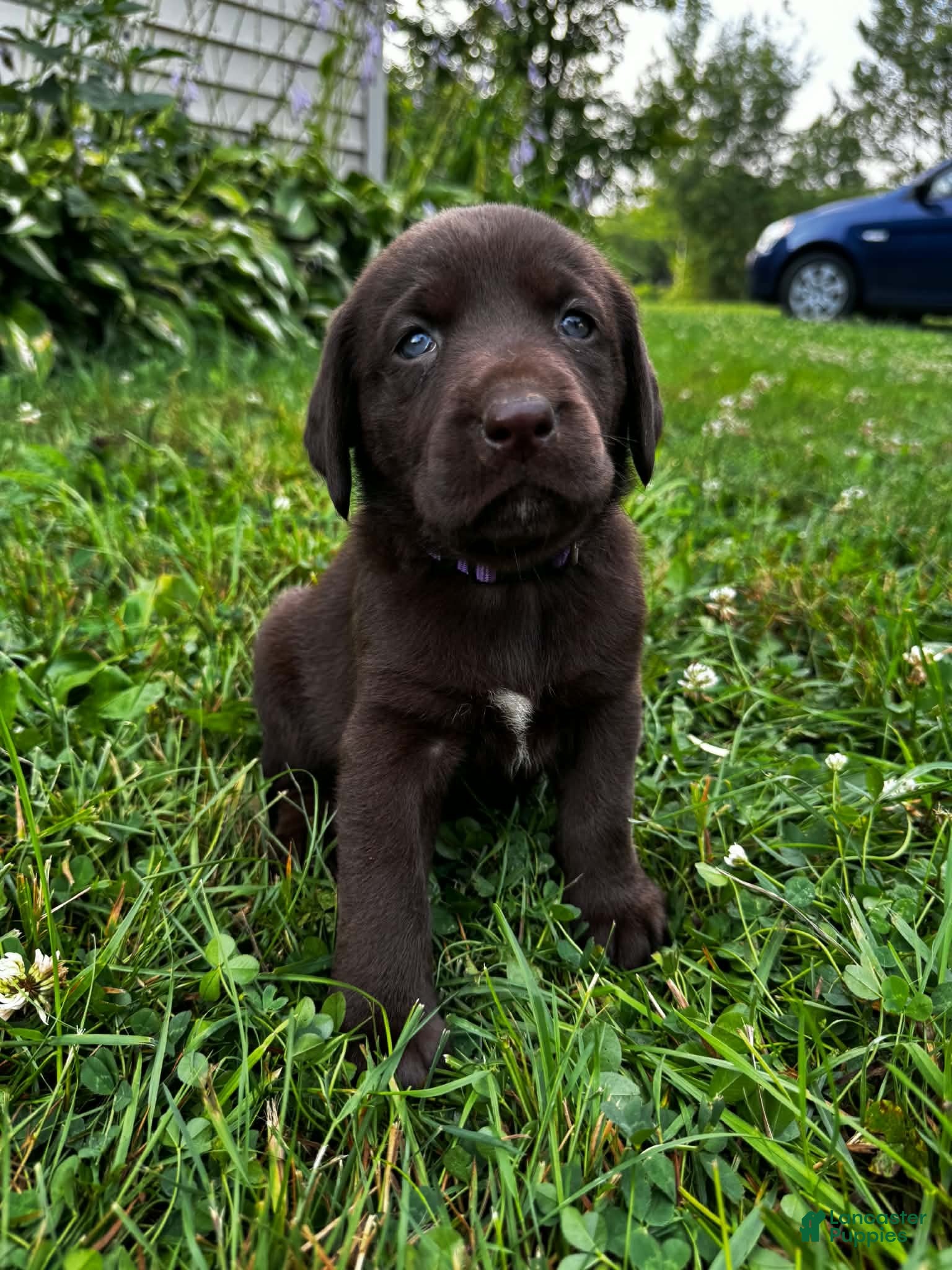 Labrador Retriever dogs Shelly - Ad 35