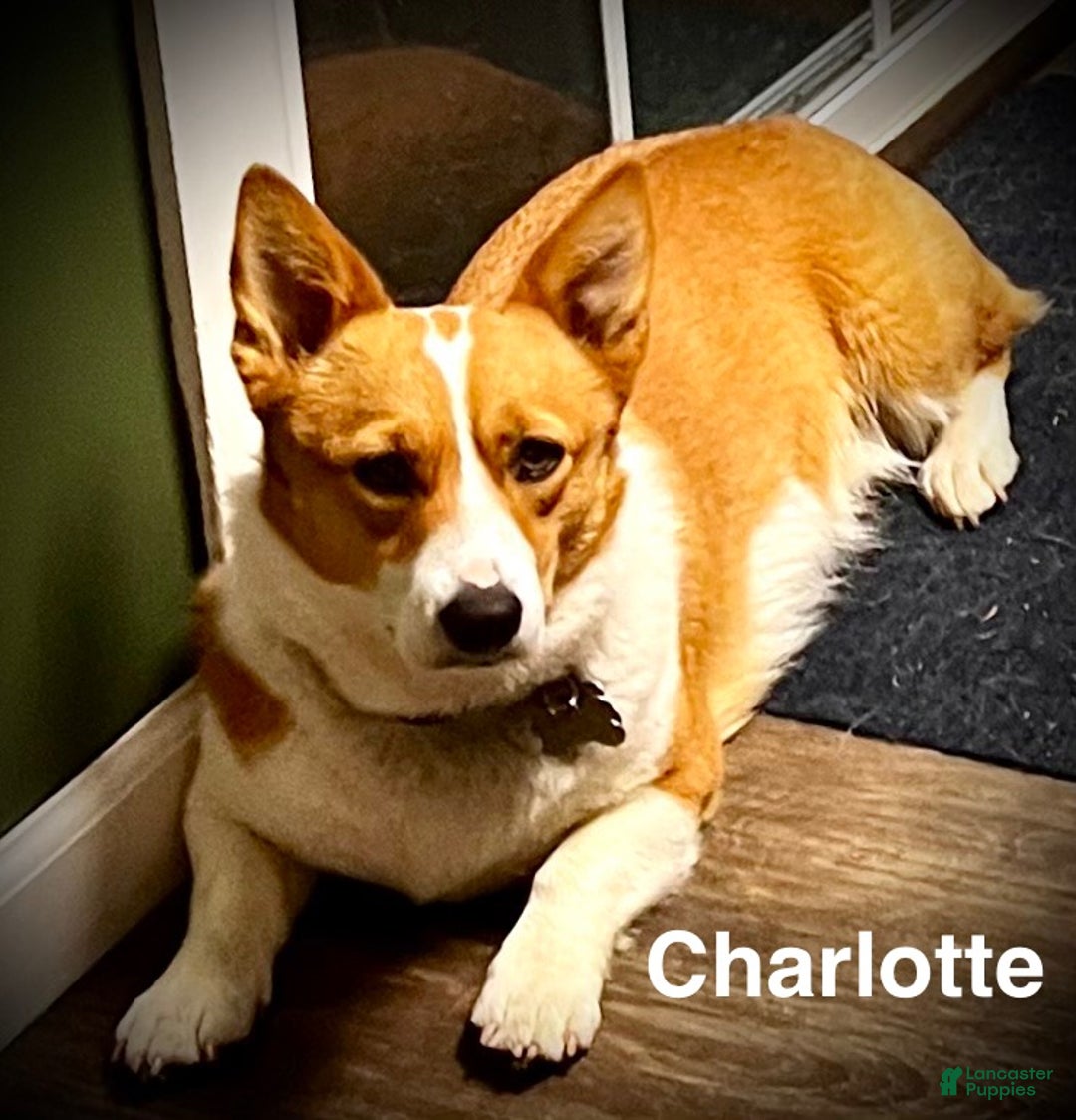 Welsh Corgi Pembroke dogs for sale: Cassidy - Ad 5