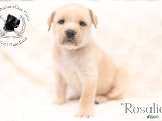 Cane Corso dogs - Ad 30