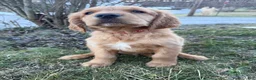 Golden Retriever dogs for sale: Niner-Red - Ad 2