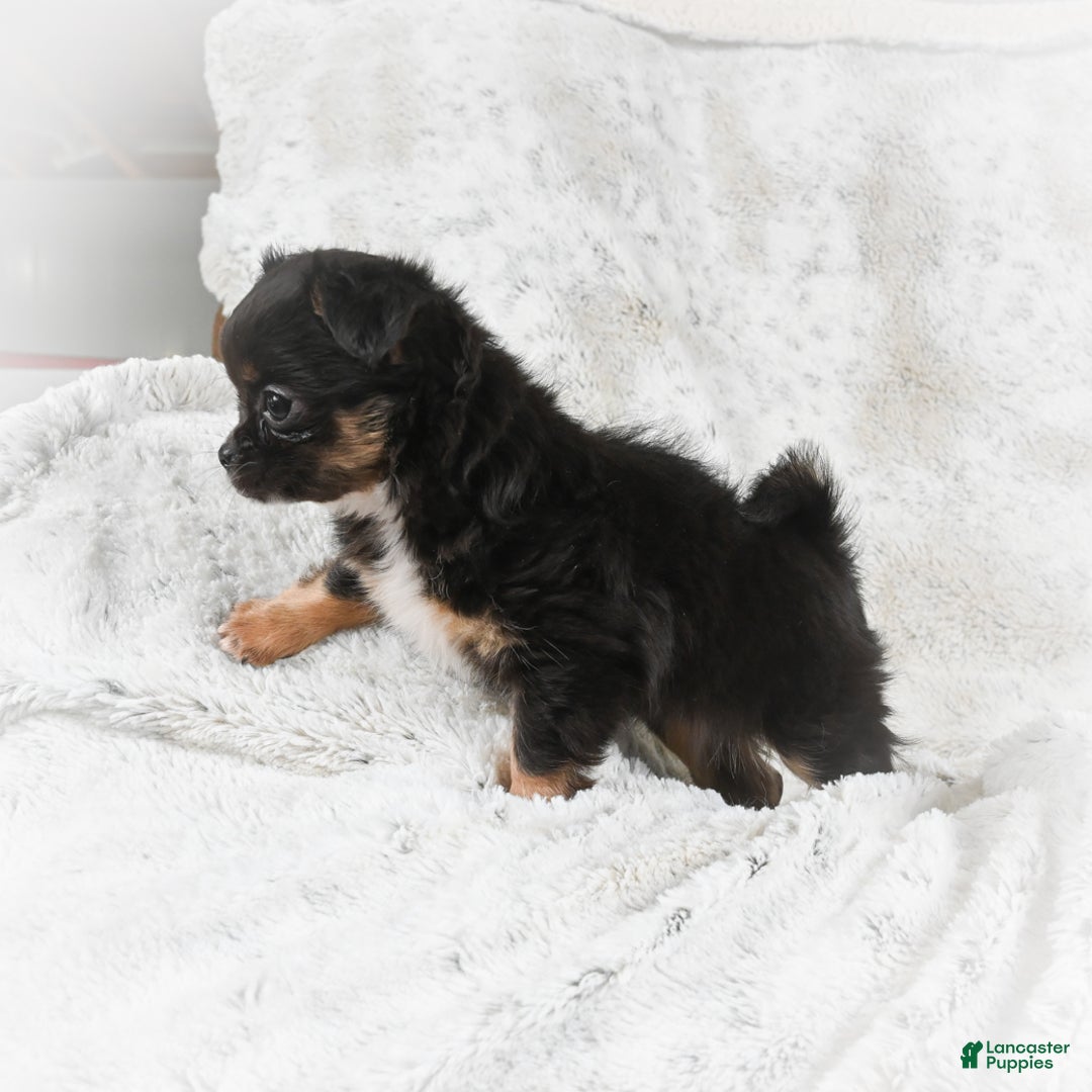 Chihuahua dogs for sale: Sally - Ad 13