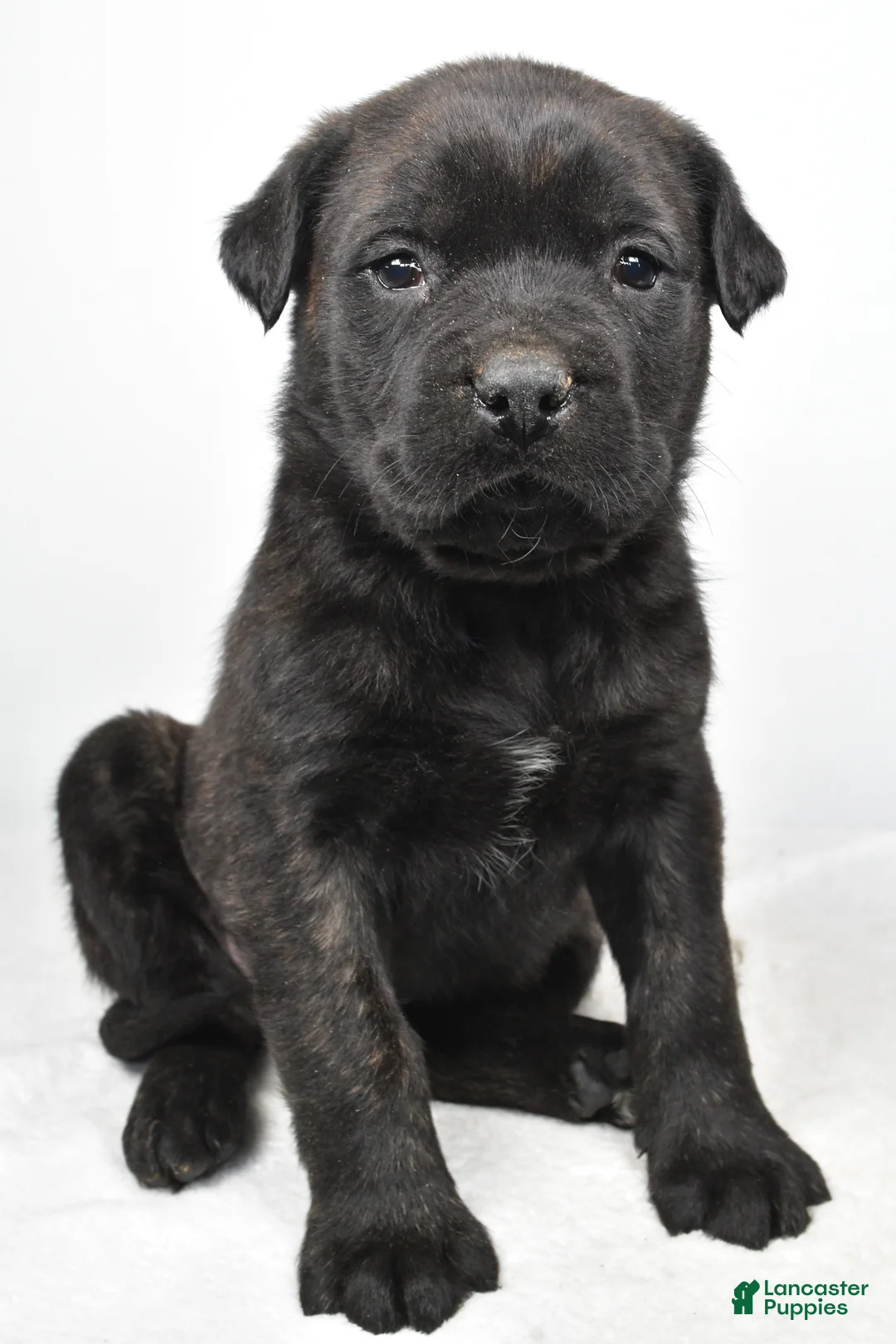 English Mastiff dogs for sale: Bella - Ad 1