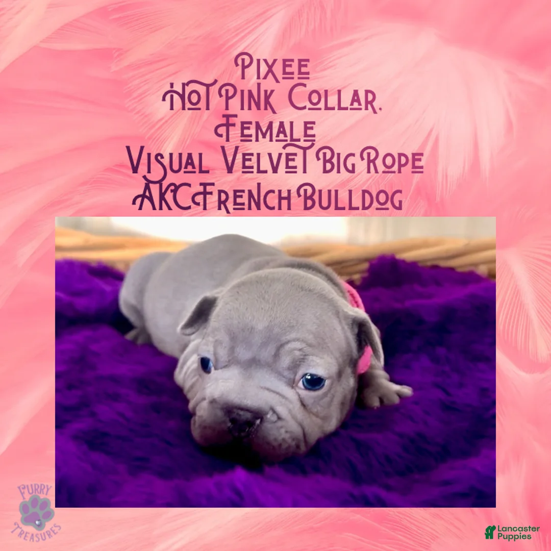 French Bulldog dogs for sale: Pixee “Hot Pink” Collar Female  - Ad 3