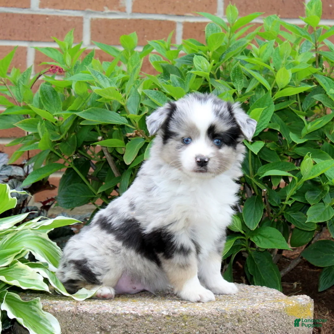 Miniature Australian Shepherd dogs for sale: Fritz  - Ad 1